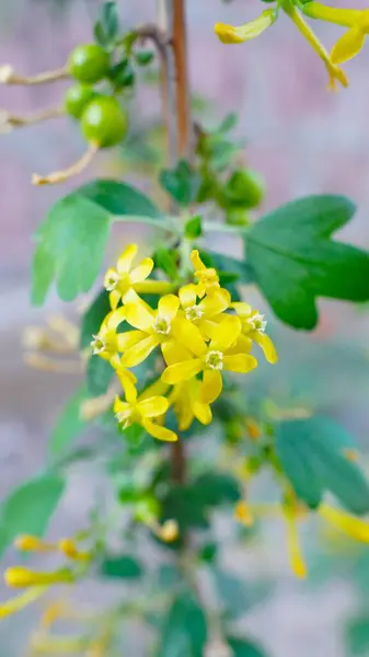 Bahçedeki sarı çiçekler