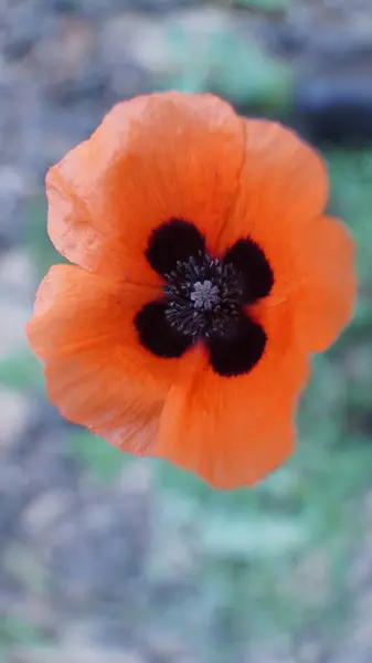 Haşhaş çiçeğine yakın çekim