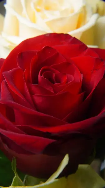 Kırmızı güller çiy ile