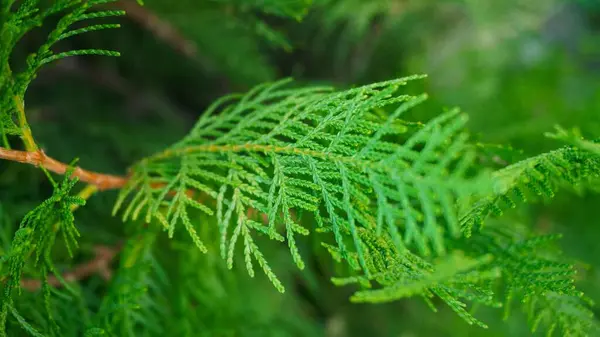 Ormandaki eğreltiotu yaprağına yakın, doğal arka plan.