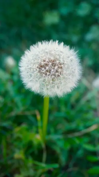 Bahçedeki beyaz karahindiba