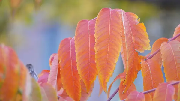 Güzel sonbahar yaprakları, sonbahar çiçekleri