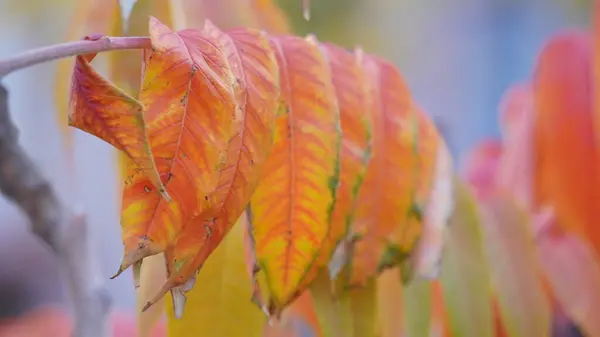 Sonbahar yaprakları, sonbahar bitkileri