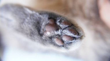 köpek patisini kapat, makro