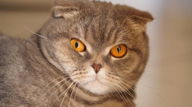 Şirin bir kedinin portresi