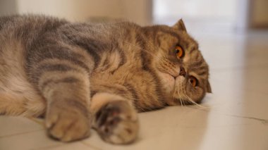 Şirin bir kedinin portresi