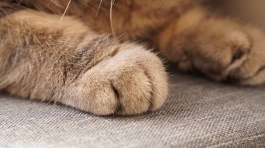 Tahta bir arka planda kedi pençeleri