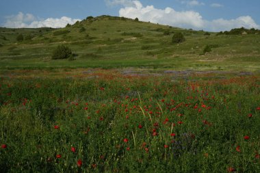 Dağlarda güzel çiçekler