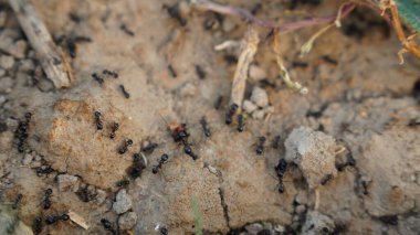 Karıncalar doğada bir ağaçtadır.