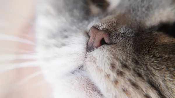 Kedi suratına yakın çekim.