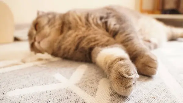 Yerde yatan sevimli kedi.