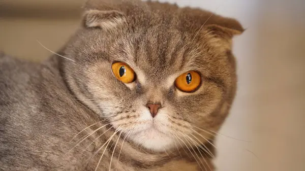 Şirin bir kedinin portresi