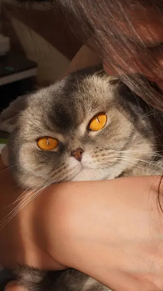 Kedili güzel bir kız.