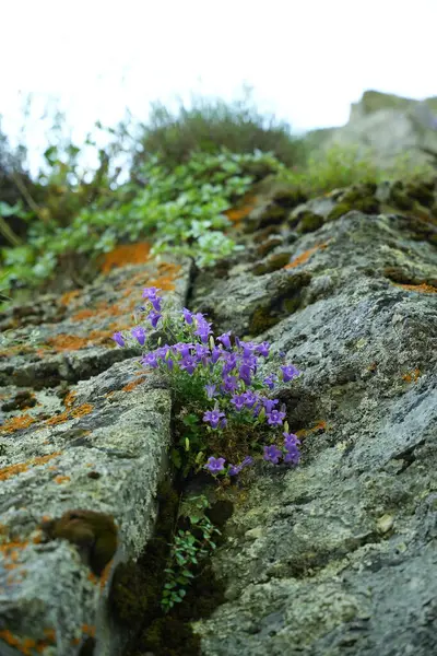 Ormanda mor çiçekler