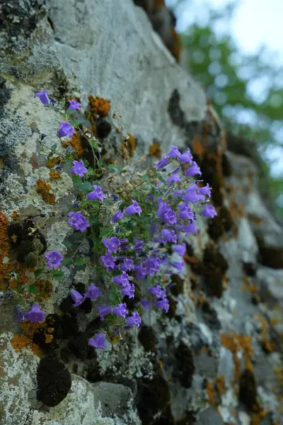 Ormanda yetişen mor çiçekler
