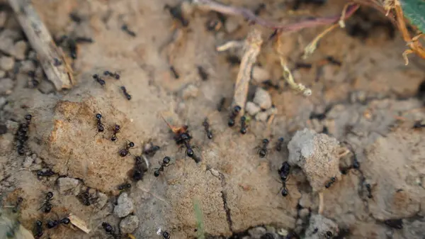 Karıncalar doğada bir ağaçtadır.