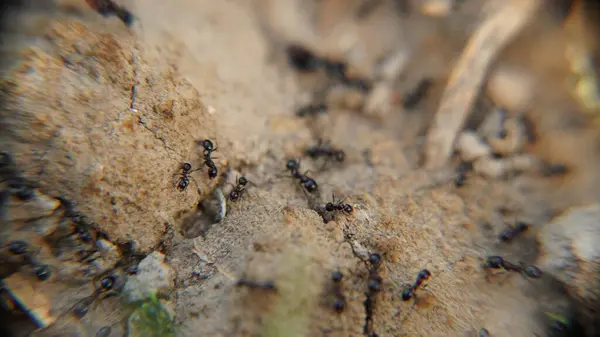 Ormanda yerde yatan karıncalar.
