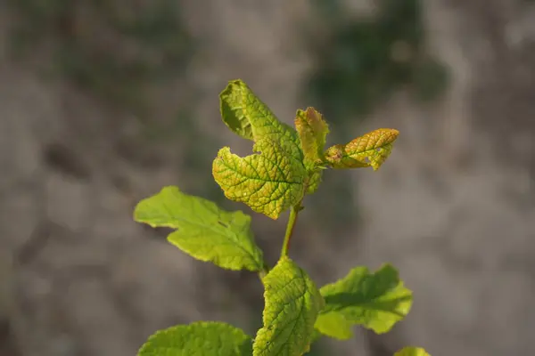 bahçede ağaç yeşil yaprakları