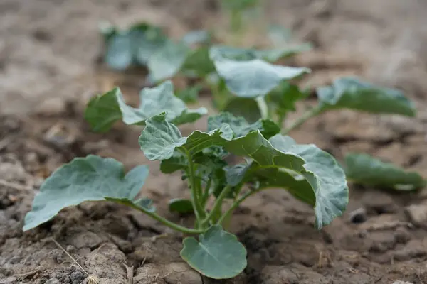 Bahçedeki genç yeşil bitki