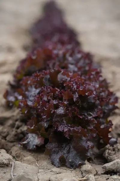 ahşap bir masa üzerinde kırmızı lahana