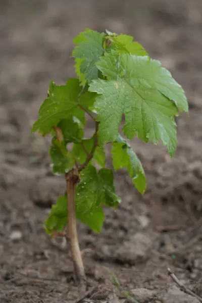 Asmanın ilk yapraklarıyla yeşil yaprak