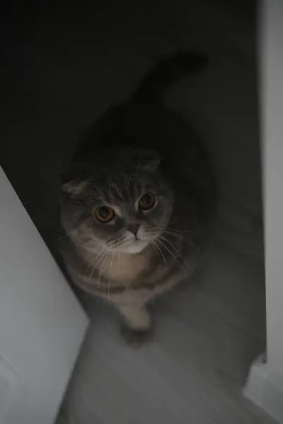 Şirin kedi portresi