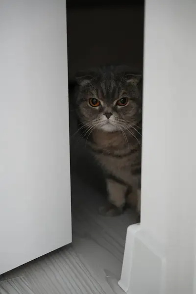 Gri kedi pencereye bakar. Kedi kutudan dışarı bakar..