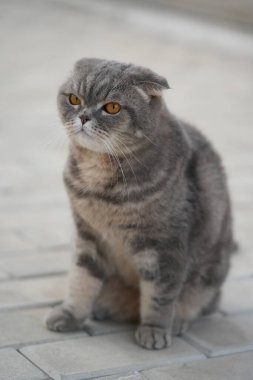 Bahçedeki sevimli kedi.