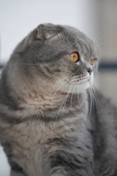 İngiliz kısa hava kedisi, yakın görüş