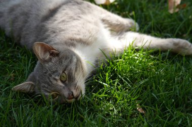 Kedi çimlerin üzerinde yatıyor.