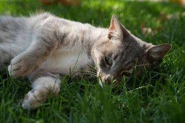 Kedi yeşil çimlerin üzerinde yatar ve kameraya bakar..