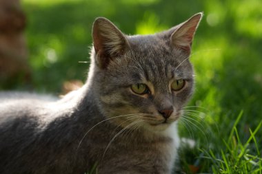 Gri evcil kedi yeşil çimlerin üzerinde yatıyor