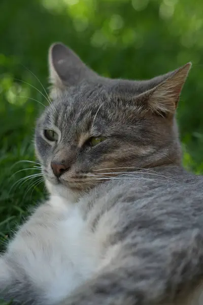 Kedi çimenlerde yatıyor.