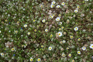 Akdeniz 'in doğal çayırlarında yetişen yoğun küçük kır çiçekleri kümesi