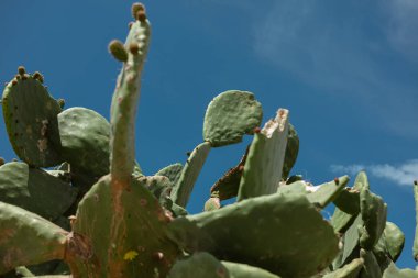 Akdeniz dikenli armut kaktüsü Kefalonya adasında parlak mavi gökyüzüne karşı.