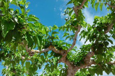 Meyve dallarından yukarıya, parlak mavi Akdeniz gökyüzüne doğru beyaz bulutlarla bakıyorum..