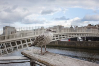 Martı nehir kenarındaki tahta korkulukta Dublin 'in yarım peni köprüsü arka planda görünüyor. Şehir yaban hayatı ve tarihi dönüm noktası.