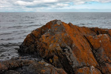 İrlanda Denizi kıyısındaki kayaları kaplayan turuncu ve sarı liken. Yıpranmış taş yüzeyinde renkli organizmaları olan doğal deniz ekosistemi..