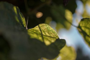 Yeşil yaprağın, karmaşık damar yapısını ve bulanık yapraklı doğal desenleri gösteren detaylarını kapat.