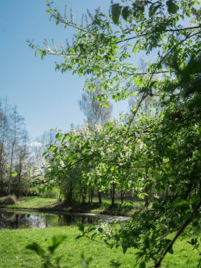 Açık havada açık mavi gökyüzüne karşı narin beyaz çiçekler açan bahar çiçekli ağaç dalları.