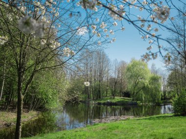Bahar parkı manzarası çiçek açan ağaçlar, gölet suyu yansıması ve doğal ortamda yeşil çimenler.