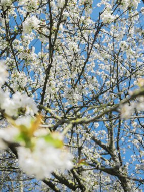 Çoklu bahar çiçekli ağaç dalları canlı mavi gökyüzüne karşı bol beyaz çiçeklerle kaplıdır.
