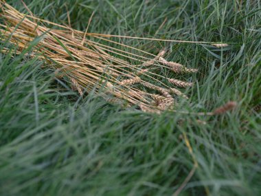 Geleneksel el kesiminden sonra toplanan buğday sapları yeşil çimlerde bir araya toplandı.