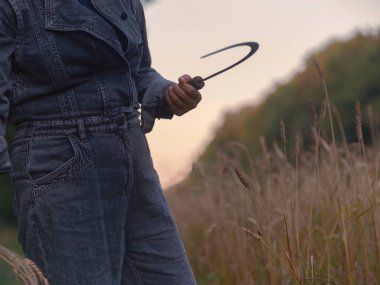 Buğday tarlasında orak tutan kot ceketli kişi hasat mevsiminde geleneksel tarım aletleriyle.
