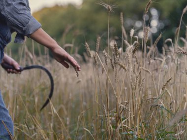 Çiftçi el, altın yaz tarlasında hasat mevsiminde olgun buğday saplarına dokunmak için uzanır.