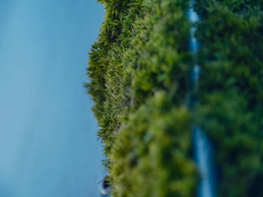 Doğal ortamda beton yüzeyde büyüyen yeşil yosun ve bitki örtüsünün yakın görüntüsü