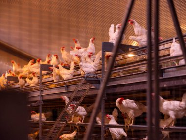 Farklı platformlarda beyaz tavuklar ve sıcak ışıklandırma olan çok katlı tavuk barınma sistemi.