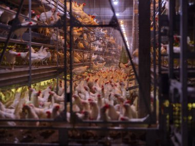 Modern ticari kümes hayvanları tesisinde turuncu ışıklandırmalı çok sayıda beyaz tavuk var.