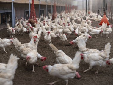 Modern sera tarzı zenginleştirilmiş kümes hayvanlarının olduğu büyük bir grup beyaz tavuk.