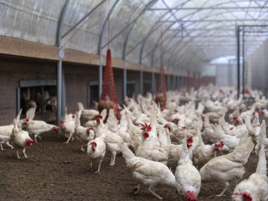 Geniş sera ambarında bembeyaz tavuklar. Zenginleştirme ağları ve doğal çevresi var.